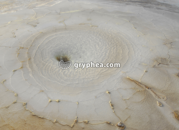 Source chaude (Hveravellir, Islande) - gryphea.org